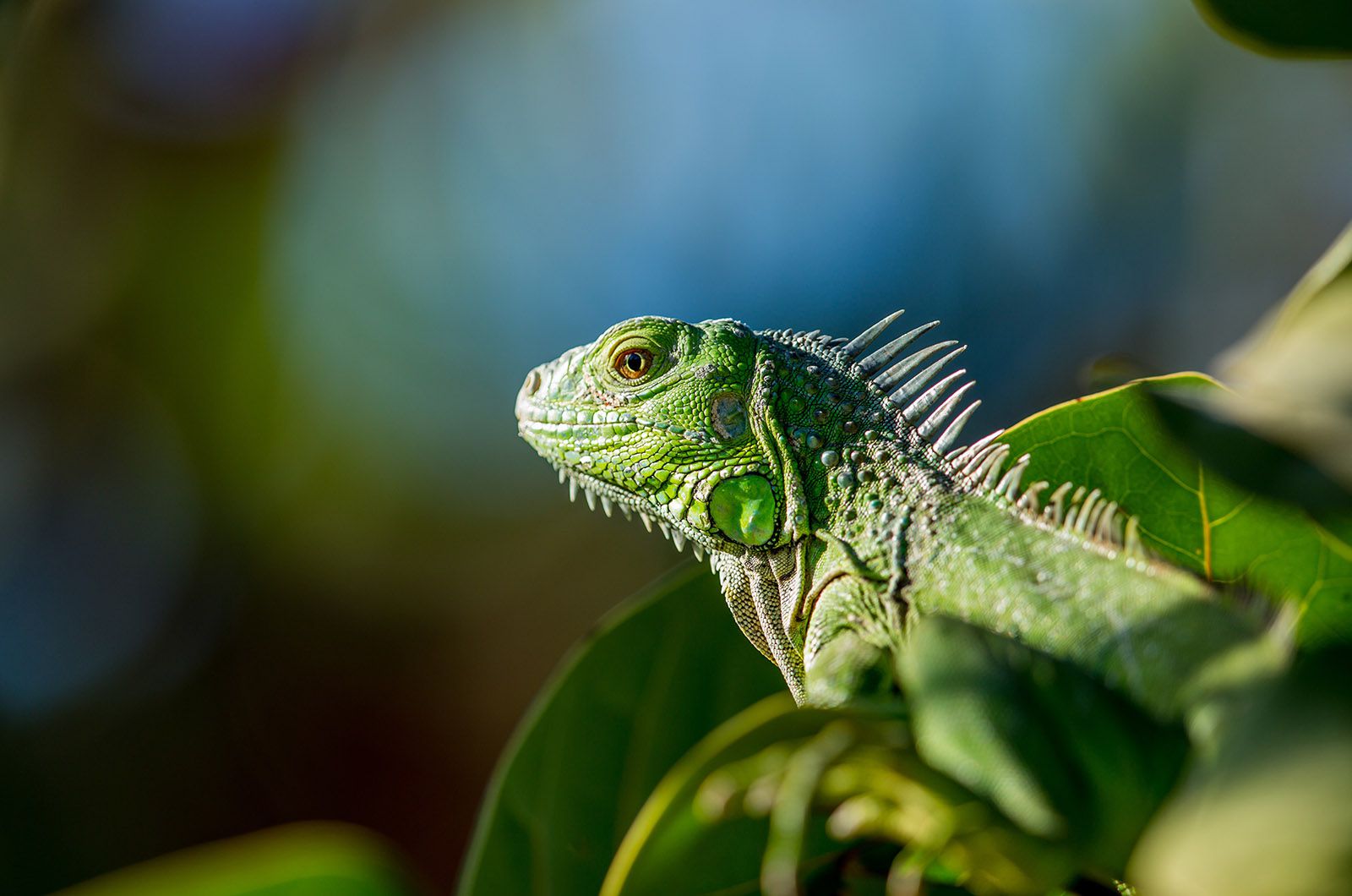 Protecting The Iguana In Costa Rica - Cristy B Com